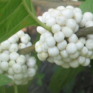 Callicarpa americana lactea | White American Beautyberry | 10_Seeds