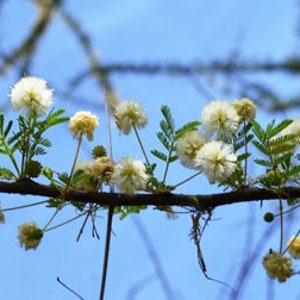 Acacia planifrons Umbrella Thorn Tree 10_Seeds image 4