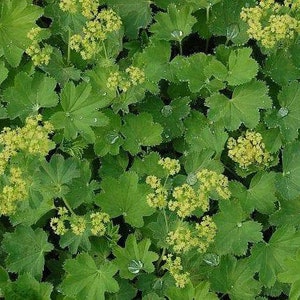 Alchemilla epipsila Dwarf Ladys Mantle 100_Seeds image 3