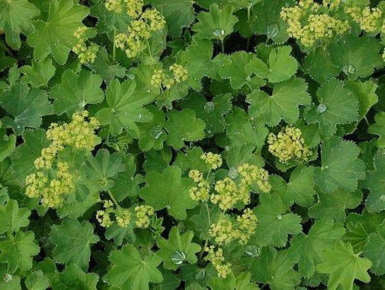 Alchemilla epipsila Dwarf Ladys Mantle 100_Seeds image 3