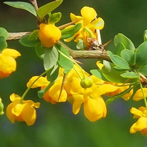May include: A close-up of a branch of a barberry bush with bright yellow flowers. The flowers are in full bloom and have a delicate, almost translucent appearance. The leaves of the bush are a vibrant green, providing a beautiful contrast to the yellow flowers.