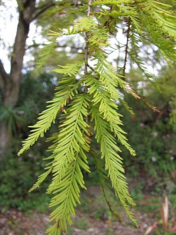San Francisco Ts >> Taxodium distichum Deciduous Cypress 10_Seeds | Etsy San Francisco Ts >> Taxodium distichum Deciduous Cypress 10_Seeds | Etsy