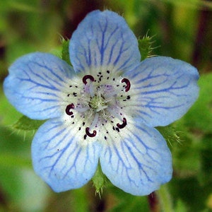 Nemophila menziesii Baby Blue Eyes 50_Seeds image 1