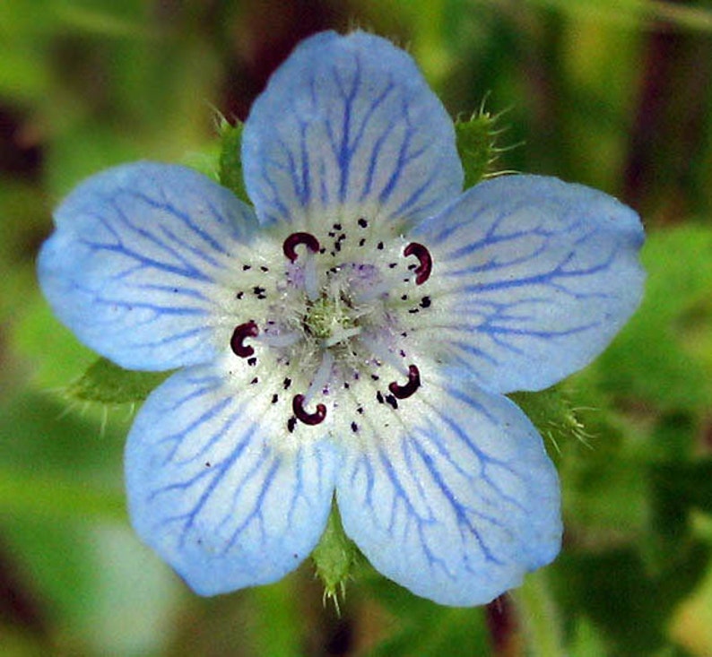 Nemophila menziesii Baby Blue Eyes 50_Seeds image 1