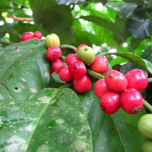 Coffea liberica Liberian Coffee 5_Seeds image 4