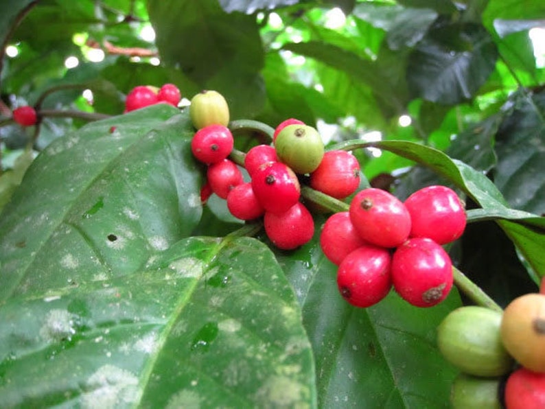 Coffea liberica Liberian Coffee 5_Seeds image 4