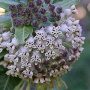 Asclepias eriocarpa | Indian Kotolo Milkweed | woollypod | 10_Seeds