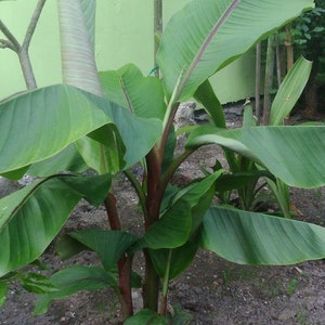Musa velutina markkuana | 10_Seeds
