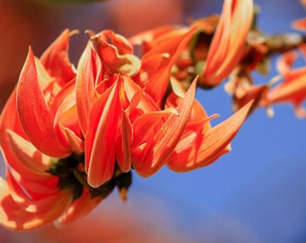 Butea monosperma | Flame of the Forest | Palash | Bastard Teak | 5_Seeds