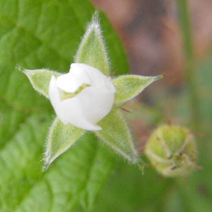 May include: A close-up of a white flower bud with green sepals. The flower is surrounded by green leaves.