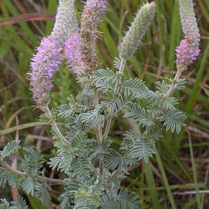 Dalea villosa Silky Prairie Clover 50_Seeds immagine 2