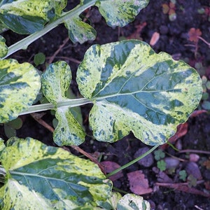 Barbarea vulgaris Winter Cream St. Barbaras Herb Wintercress 100_Seeds image 3