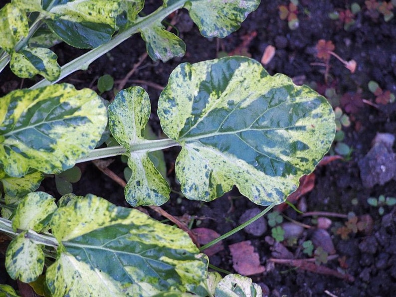 Barbarea vulgaris Winter Cream St. Barbaras Herb Wintercress 100_Seeds image 3