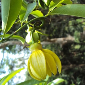 Artabotrys hexapetalus Climbing Ylang Ylang Vine Tail Grape 5_Seeds image 3