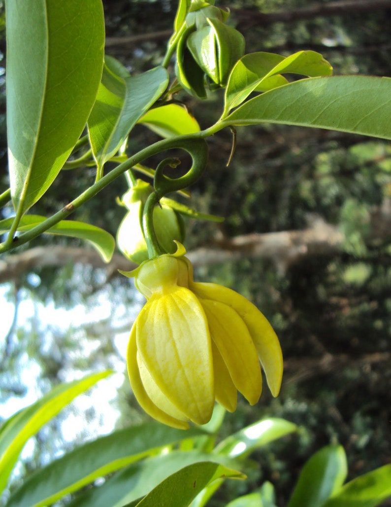 Artabotrys hexapetalus Climbing Ylang Ylang Vine Tail Grape 5_Seeds image 3