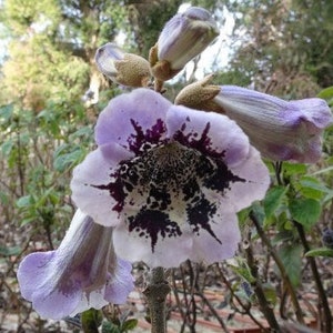 Paulownia fortunei Dragon Tree Fortunes Empress Sapphire 100_Seeds image 2