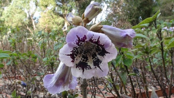 Paulownia Fortunei | Dragon Tree | Fortunes Empress | Sapphire