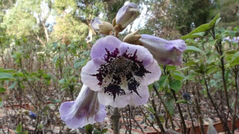 Paulownia fortunei Dragon Tree Fortunes Empress Sapphire 100_Seeds image 2