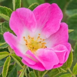 Rosa rubiginosa | Wild Rose | Common Sweet Briar | Double White Hip | 20_Seeds
