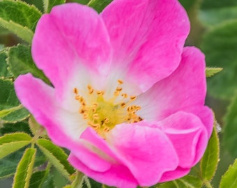 Rosa rubiginosa | Wild Rose | Common Sweet Briar | Double White Hip | 20_Seeds