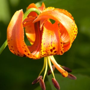 Lilium michiganense | Michigan Lily | 10_Seeds