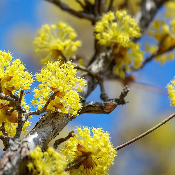 Cornus officinalis | Japanese Cornel | Shan Zhu Yu | Asiatic Dogwood | 5_Seeds