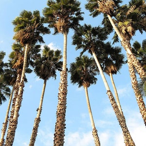 Washingtonia filifera California Desert Fan Palm Petticoat 10_Seeds image 3