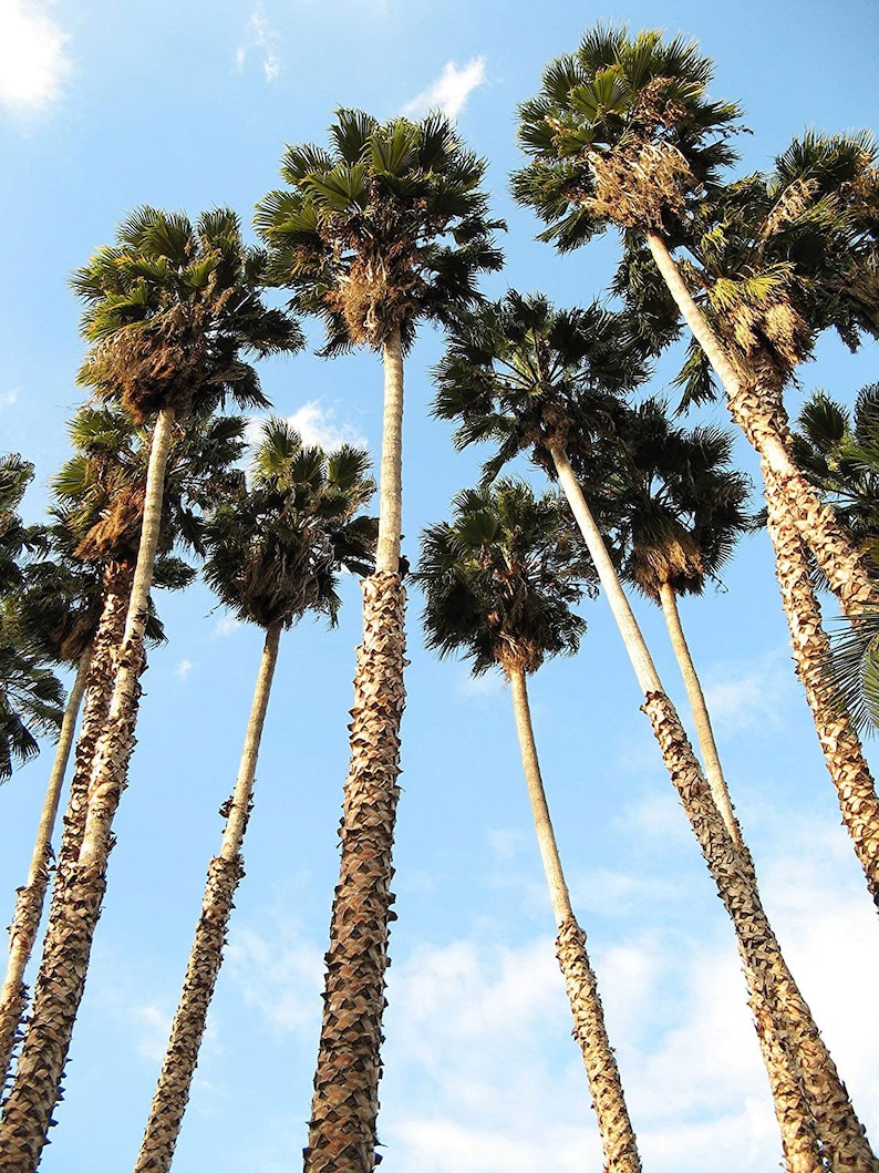 Washingtonia filifera California Desert Fan Palm Petticoat 10_Seeds image 3