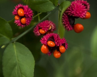 May include: Close-up of a cluster of red and orange berries with a green leafy background. The berries are clustered together and have a spiky texture.