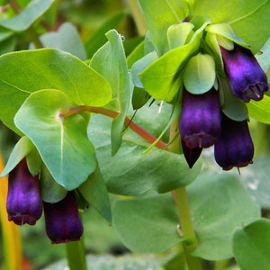 Cerinthe major Purpurascens| Honeywort| Blue Shrimp| 5_Seeds