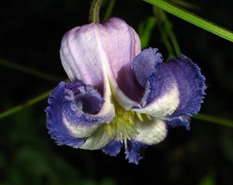 Clematis crispa | Curly Swamp LeatherFlower | Blue Jasmine | 5_Seeds