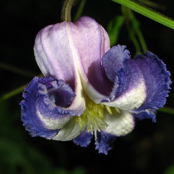 Clematis crispa | Curly Swamp LeatherFlower | Blue Jasmine | 5_Seeds