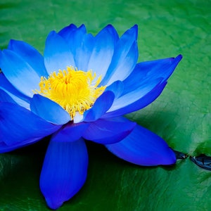 Nymphaea caerulea Blue Egyptian Lotus Sacred Water Lily 10_Seeds image 5