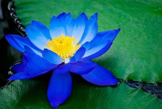 Blauer Lotos, Blauer Lotus (Nymphaea caerulea), Bluete Egyptian lotus, blue  lotus of the nile, blue