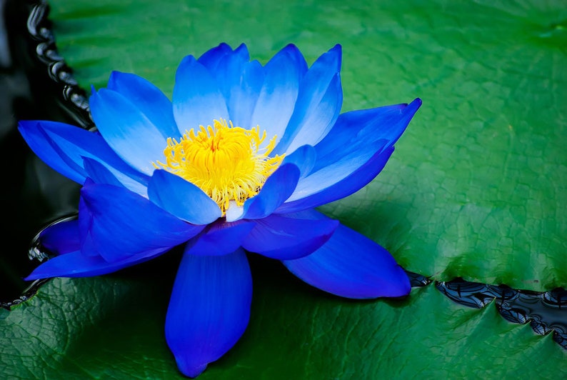 Nymphaea caerulea Blue Egyptian Lotus Sacred Water Lily 10_Seeds image 5