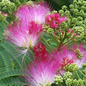 Albizia julibrissin Mimosa Tree 5_Seeds image 1
