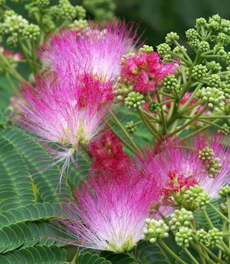 Albizia julibrissin Mimosa Tree 5_Seeds image 1