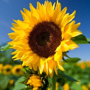 Helianthus annuus Common Sunflower 50_Seeds image 1