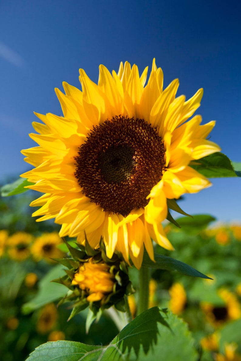 Helianthus annuus Common Sunflower 50_Seeds image 1