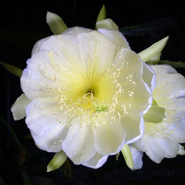 Hylocereus megalanthus | Pitaya Amarela | Pitaya | Pitaya Amarilla | 20 Sementes