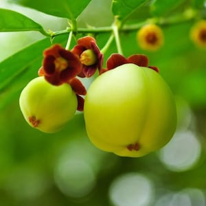 Sauropus androgynus | Sweet Leaf | Sweetleaf Bush | Katuk | 20_Seeds