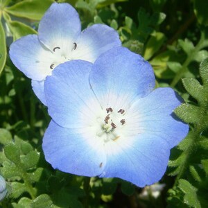 Nemophila menziesii Baby Blue Eyes 50_Seeds image 4