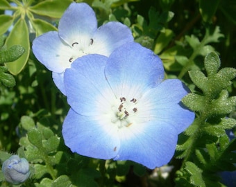 Nemophila menziesii | Babyblaue Augen | 50_Samen