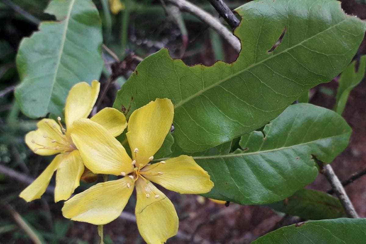 Hugonia Mystax | Moustache Vine | Climbing Flax | Mothirakkanni