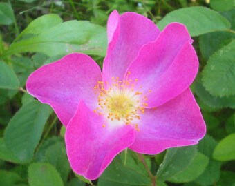 Rosa Rugosa Rubra | Red Japanese Rose | 5_seeds - Etsy