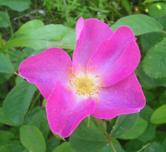 Rosa Rugosa Rubra | Red Japanese Rose | 5_seeds - Etsy