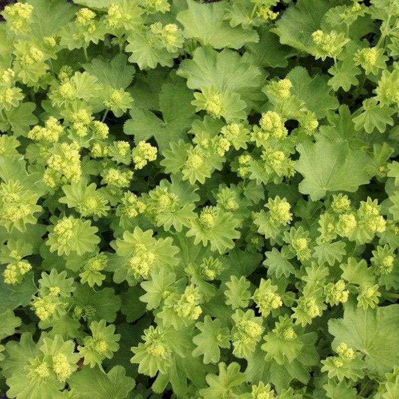 Alchemilla epipsila Dwarf Ladys Mantle 100_Seeds image 4