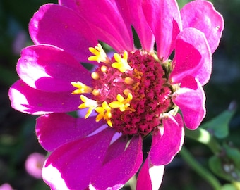 Zinnia elegans pink | 50_Seeds