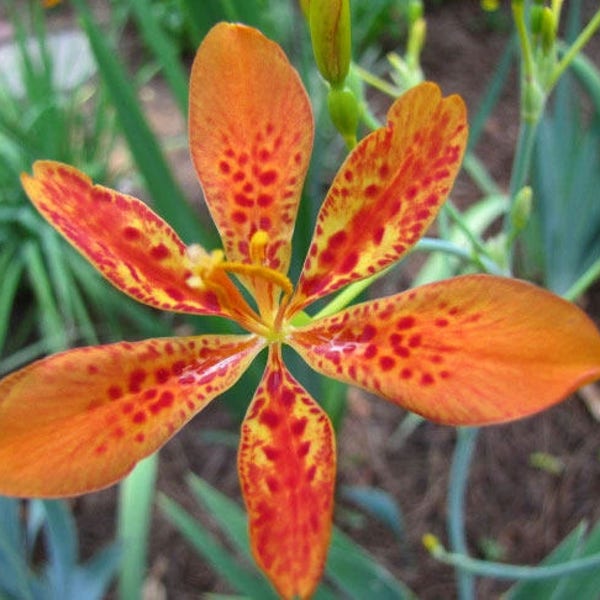 Iris domestica | Blackberry Lily | 10_Seeds