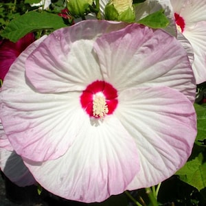Hibiscus moscheutos Luna Blush | Rose Mallow | 5_Seeds